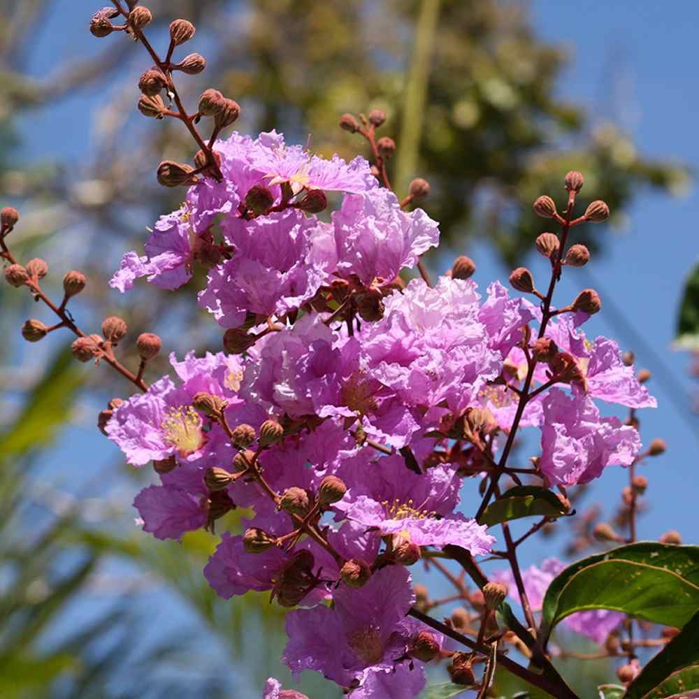 Pride of India Plant